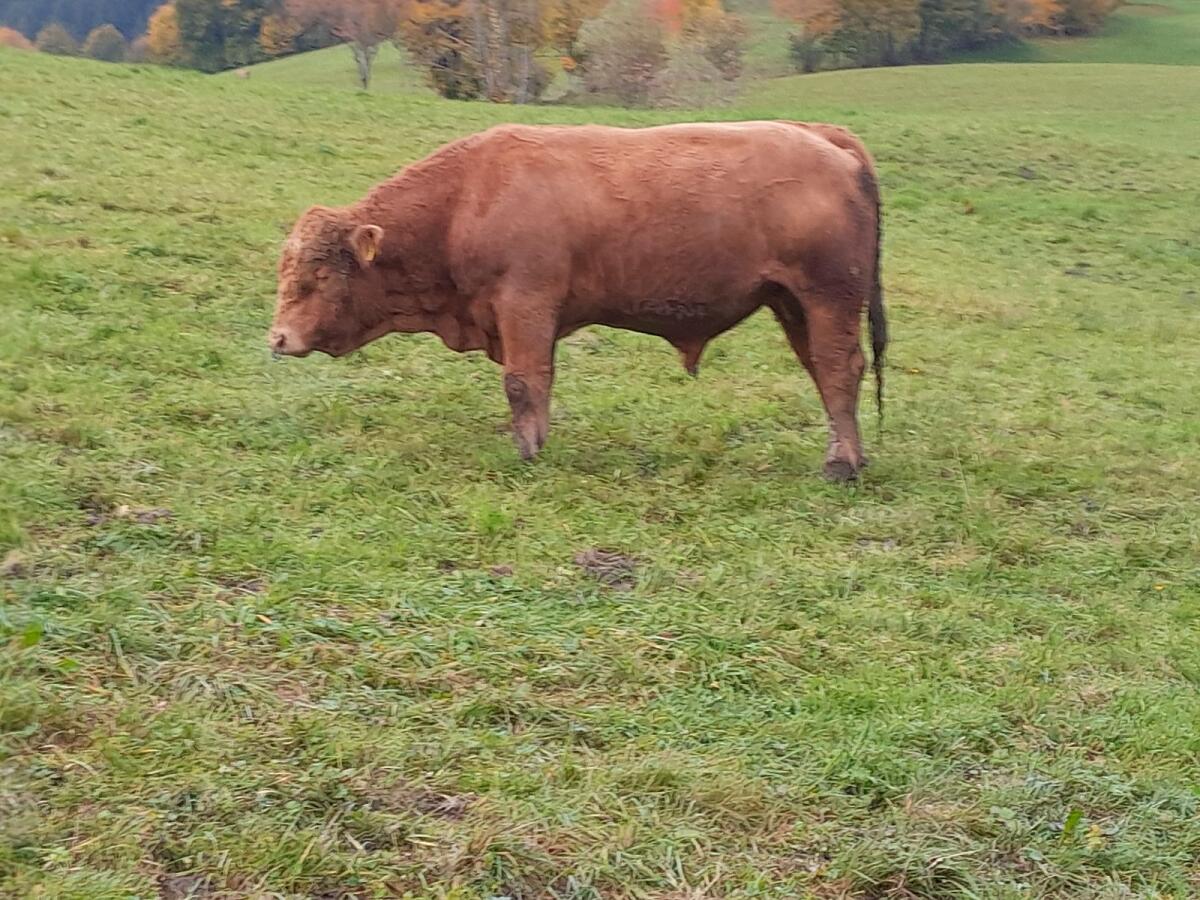 Sprungstier 1