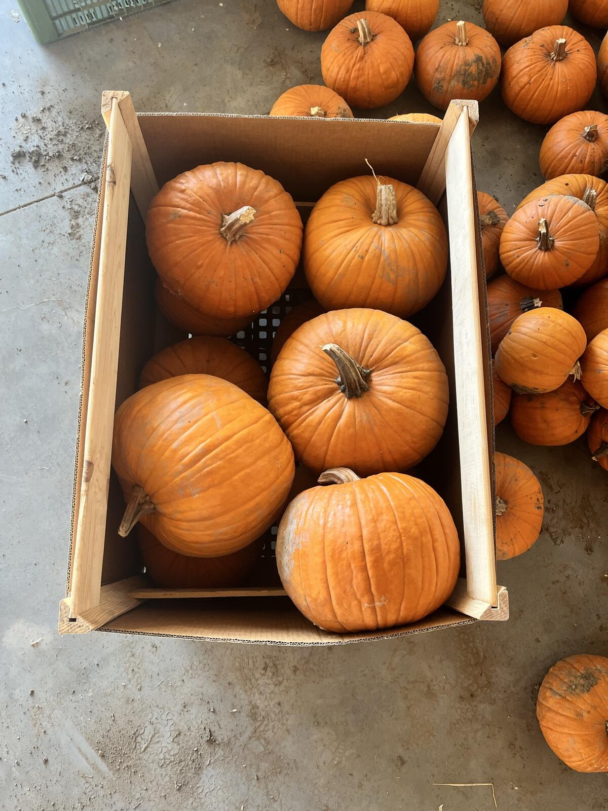 Halloweenkürbisse 1