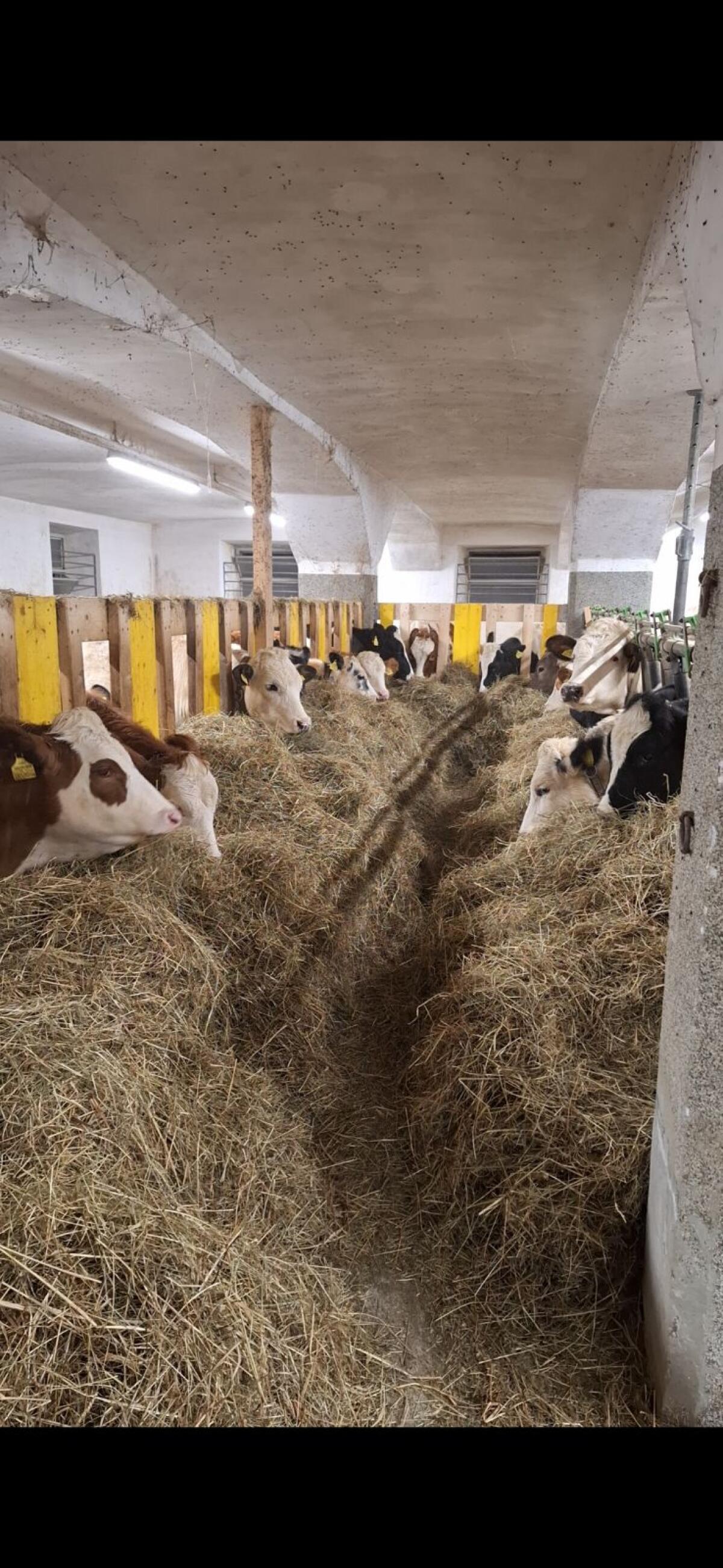 Bio-Kalbinnen Aufzucht 1