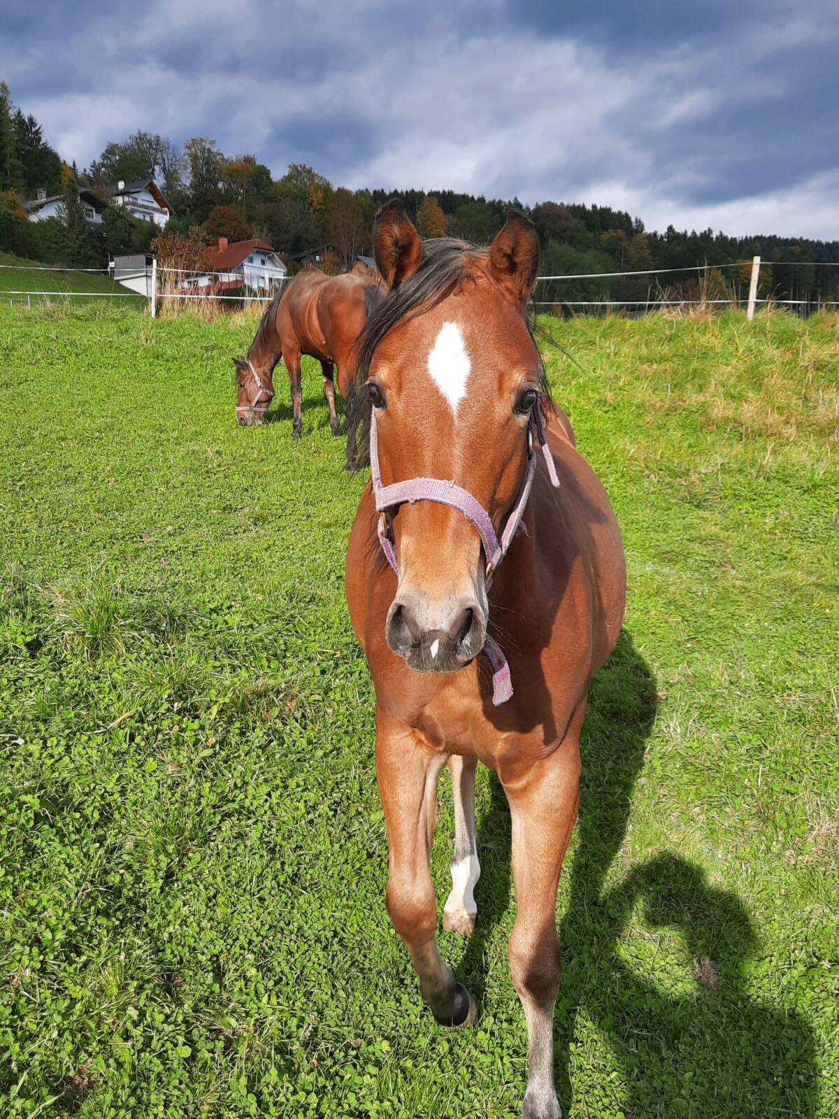 Quarter Horse Stute 1