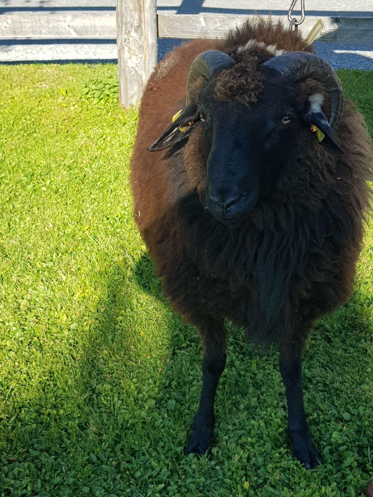 Gekörter Alpiner Steinschaf-Widder 1