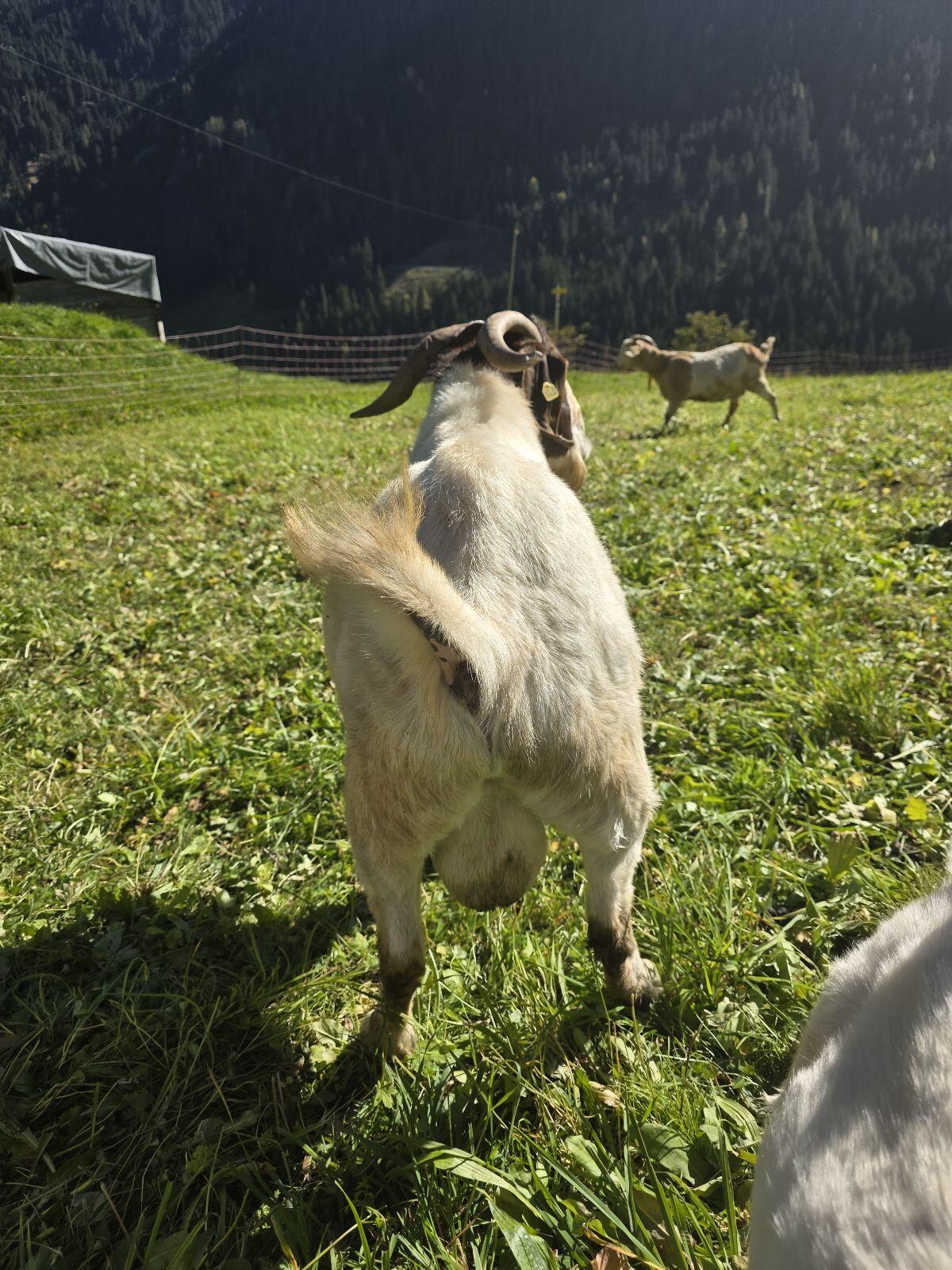 Burenziegenbock abzugeben, evtl. 2 Weibchen 2