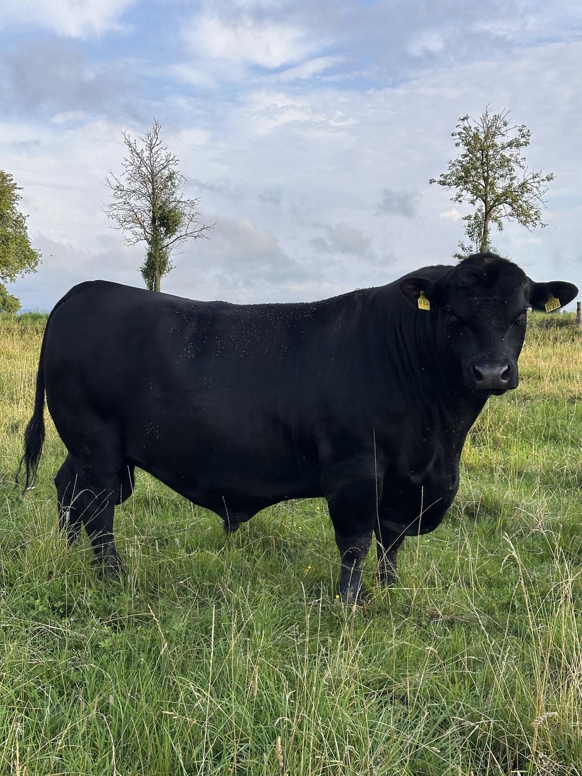 Bio Angus-Stier Donaumoos Milo X876 3