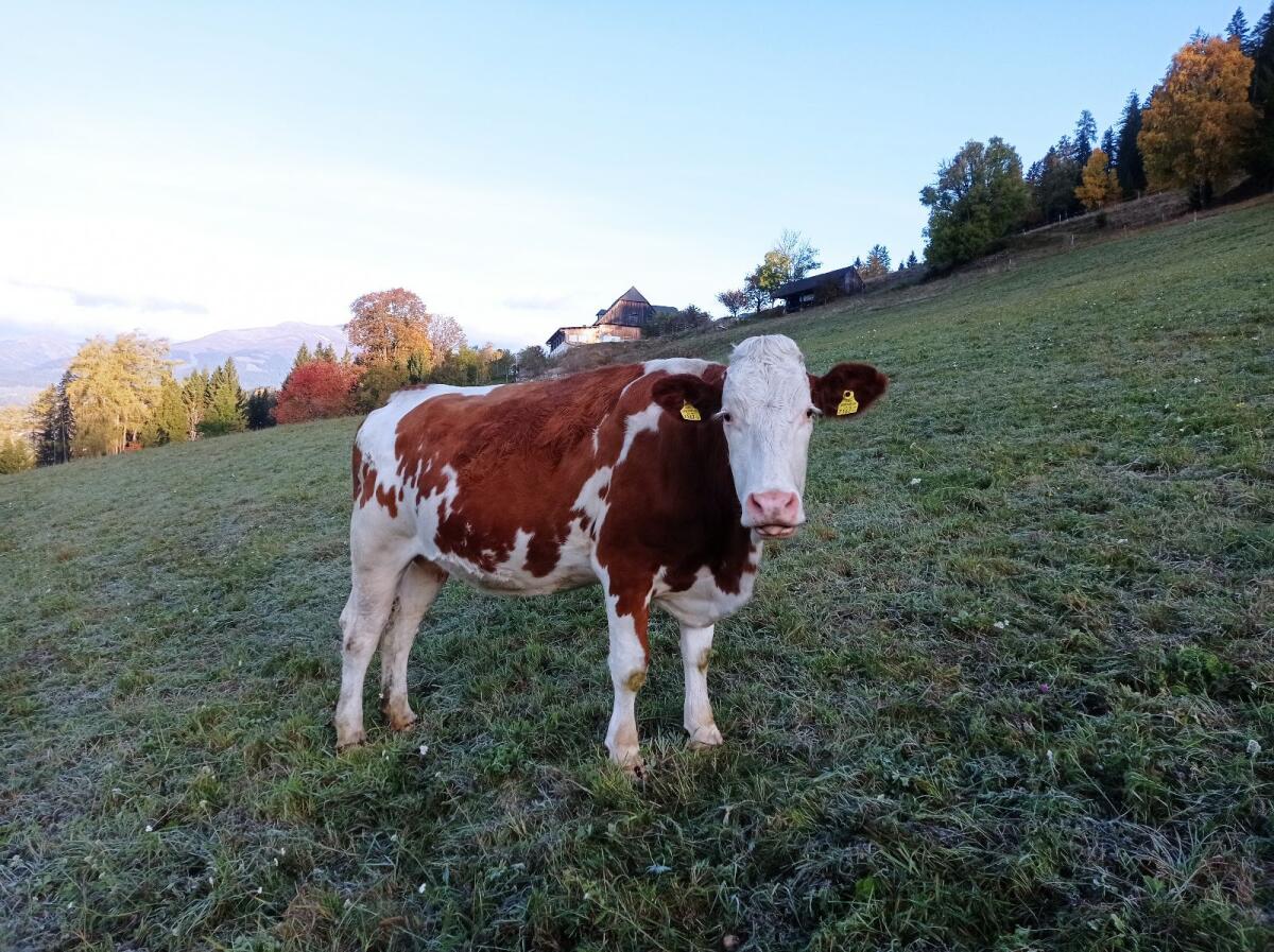 Kuh 1