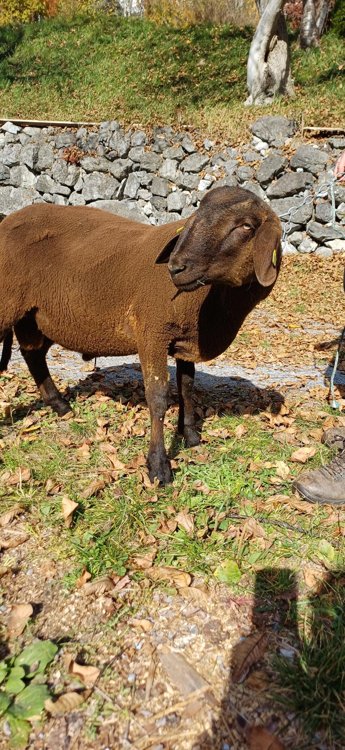 Verkaufe Jungwidder 2