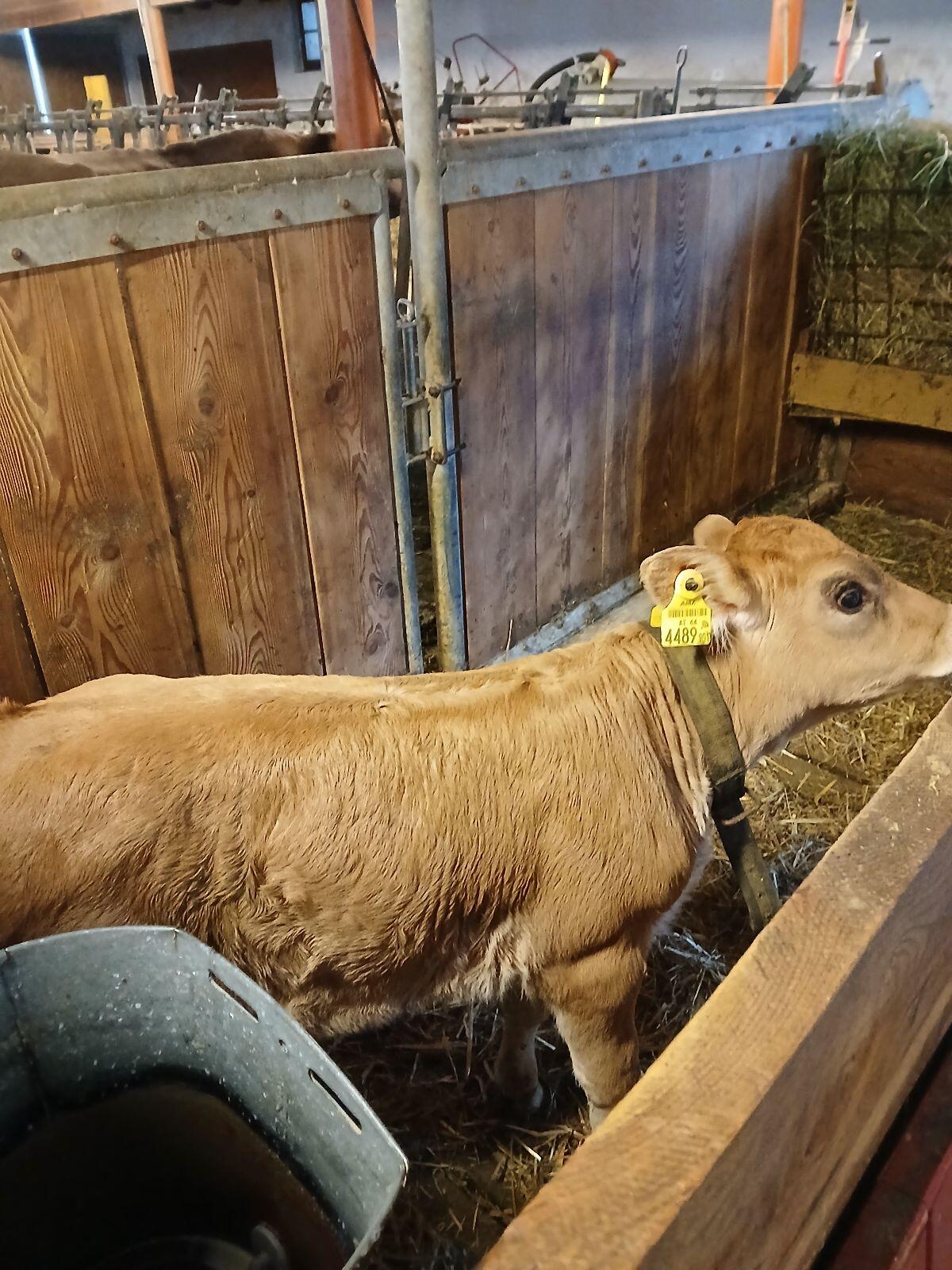 2 Mastkälber 2