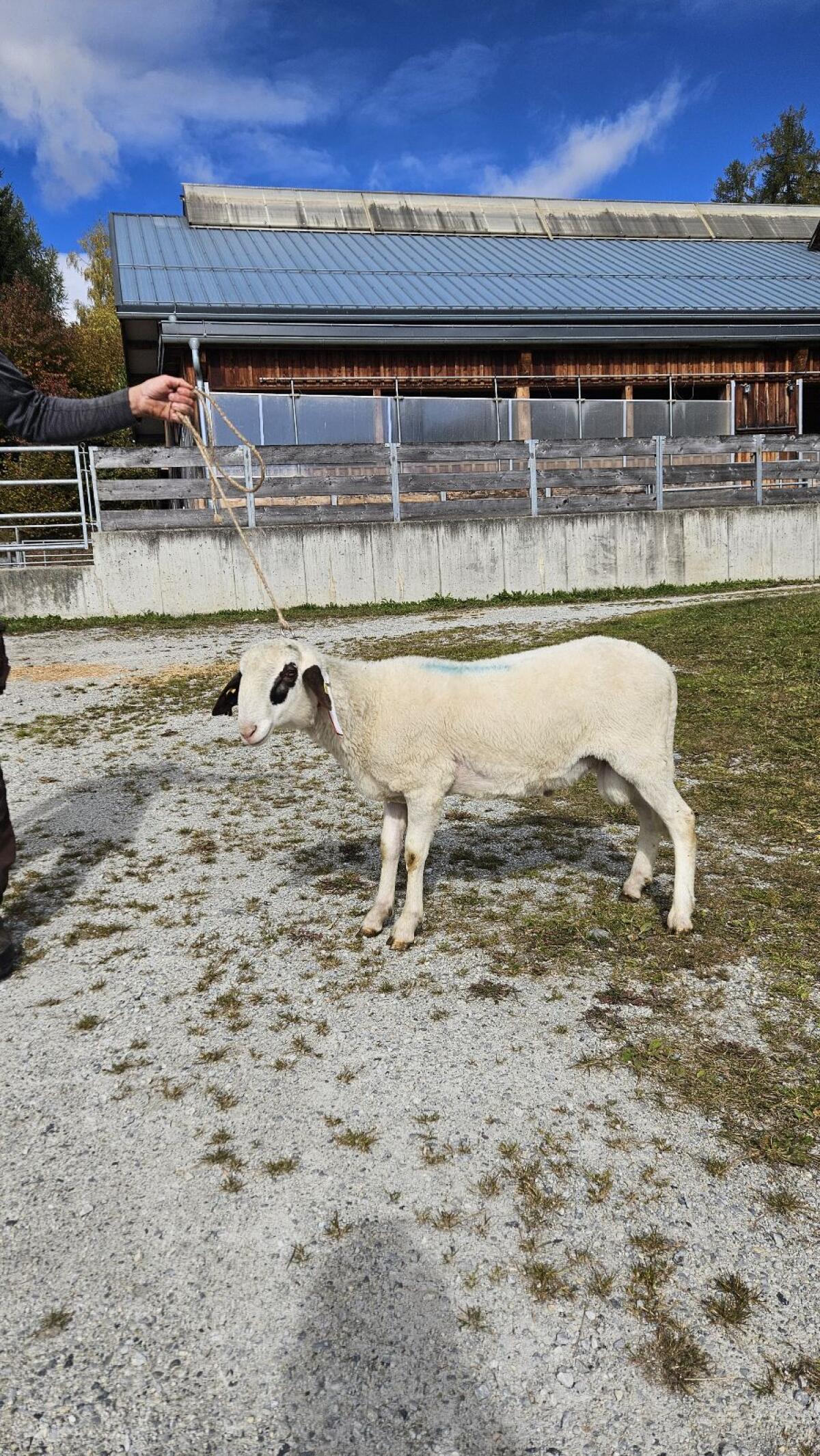 Kärntner Brillenschafwidder 1
