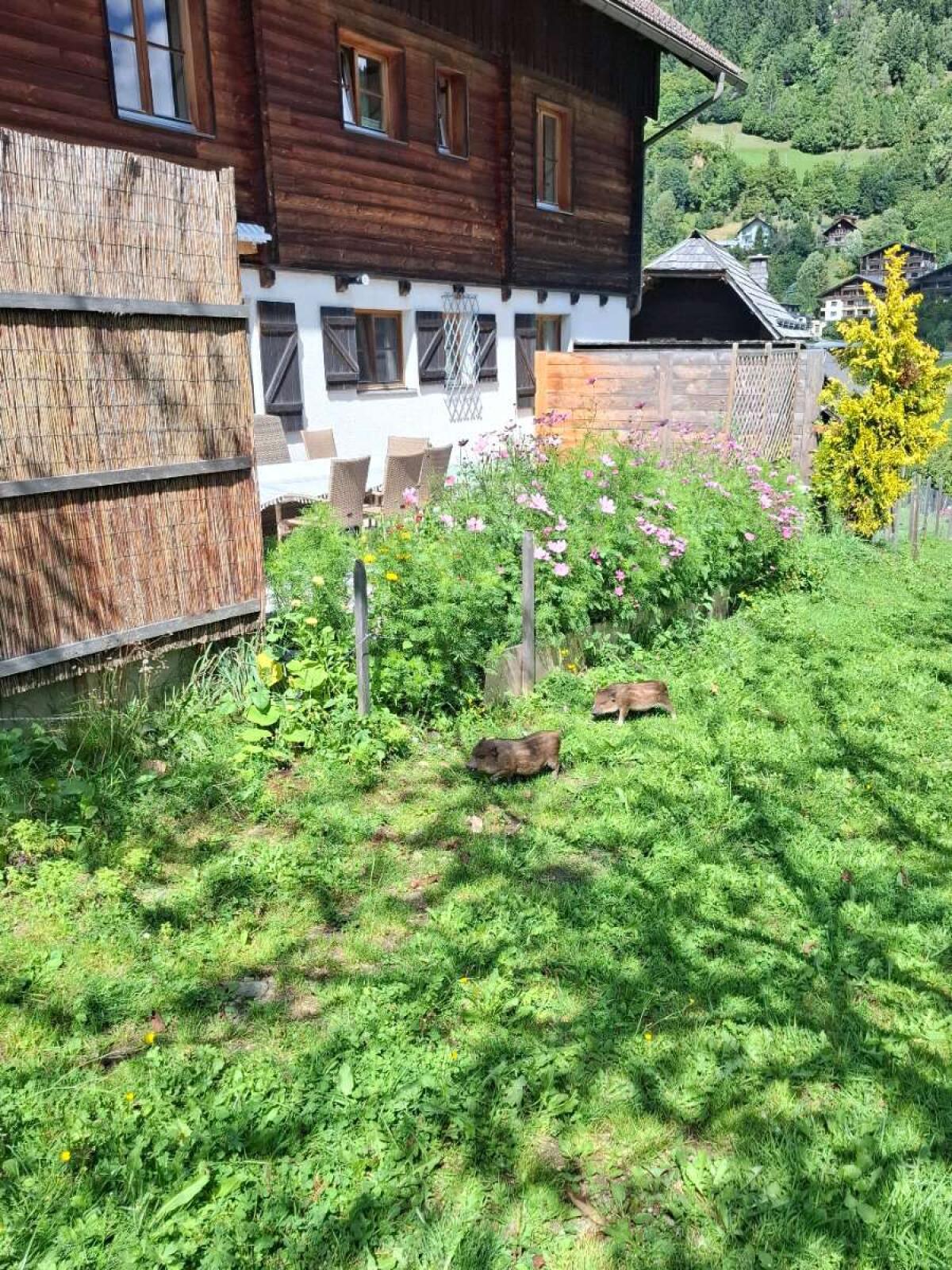 Minischwein-Ferkel männlich zu verkaufen 1