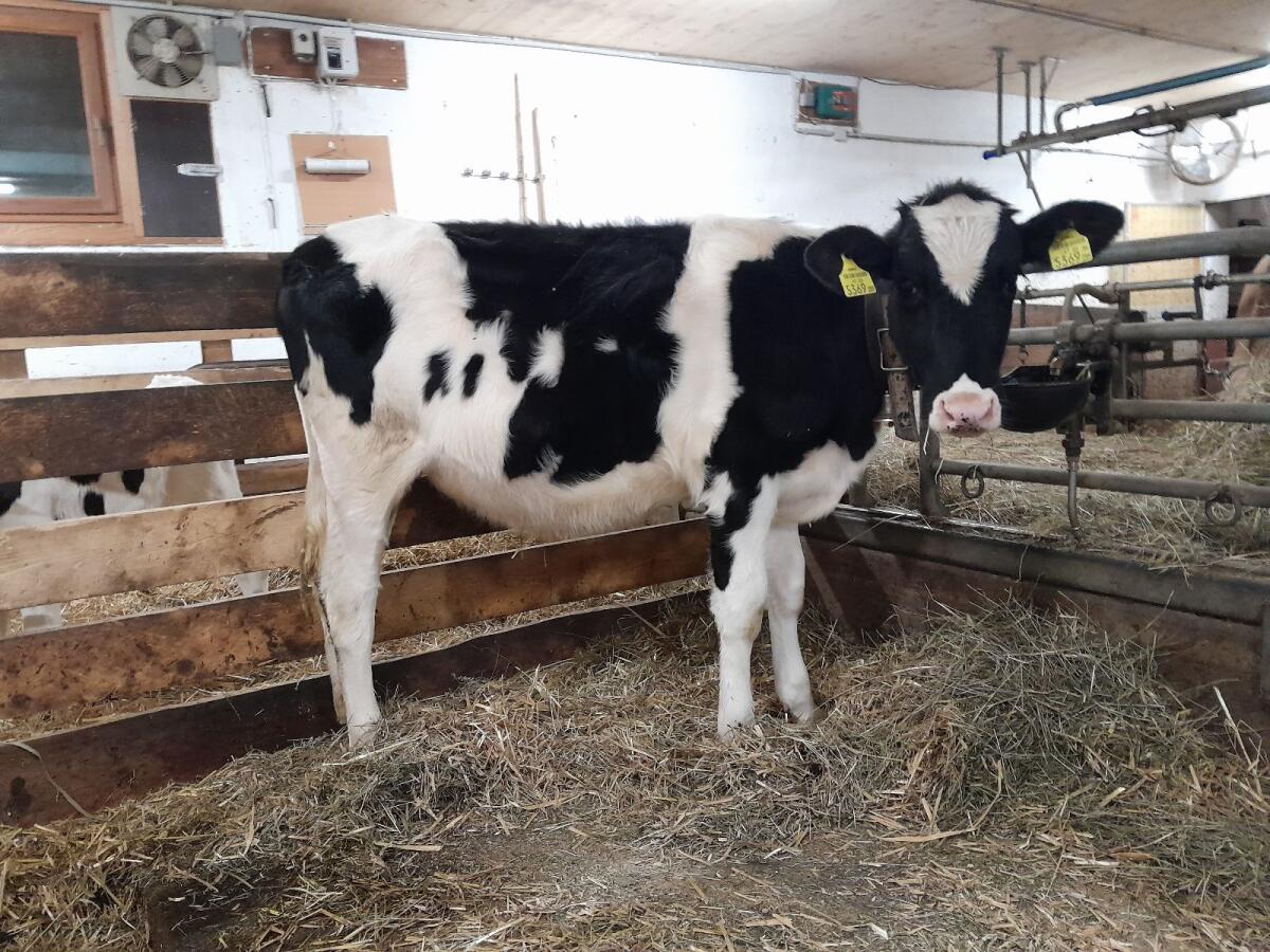 HF Kalb zu verkaufen 1