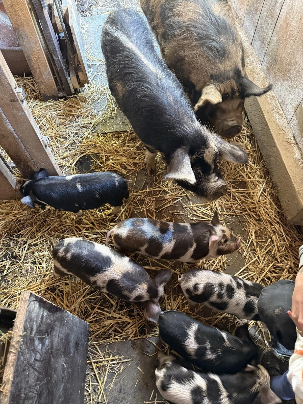 Kune Kune Ferkel 3