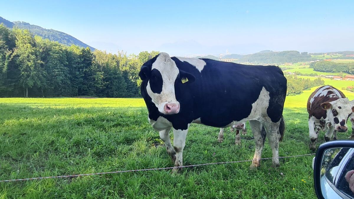 Verkaufe trächtige BIO-Kalbinen 3
