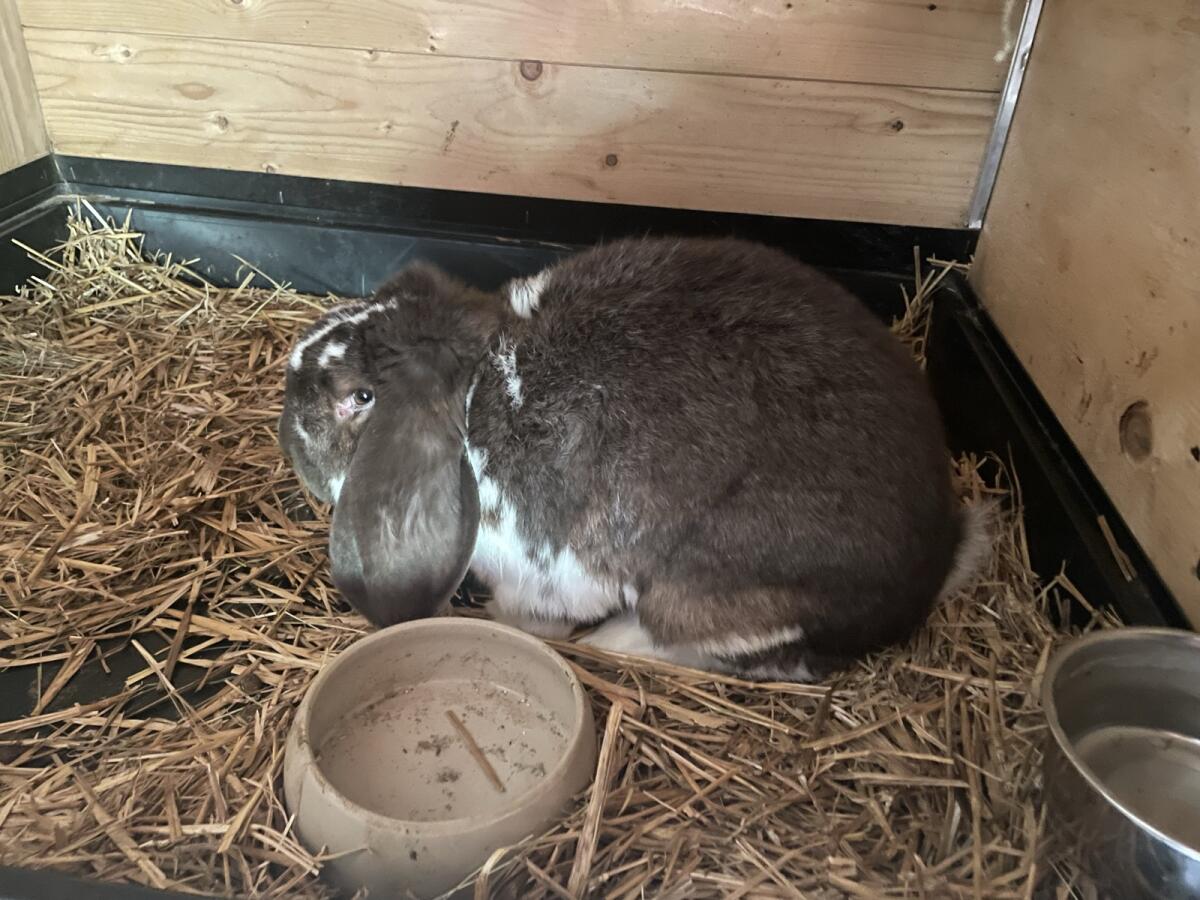 Deutsche Widderkaninchen 1