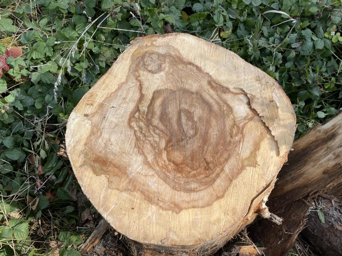 Drechselholz - Kastanie 3