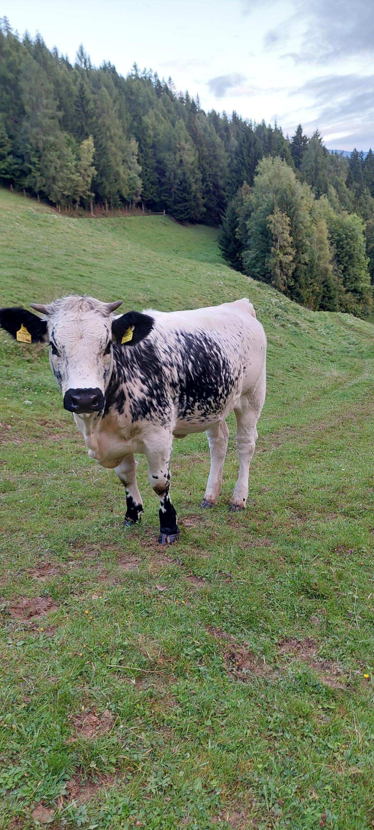 Pustertaler Sprinzen Kalbin BIO 1
