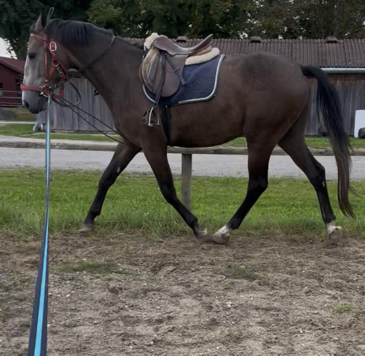Freizeitpferd 3