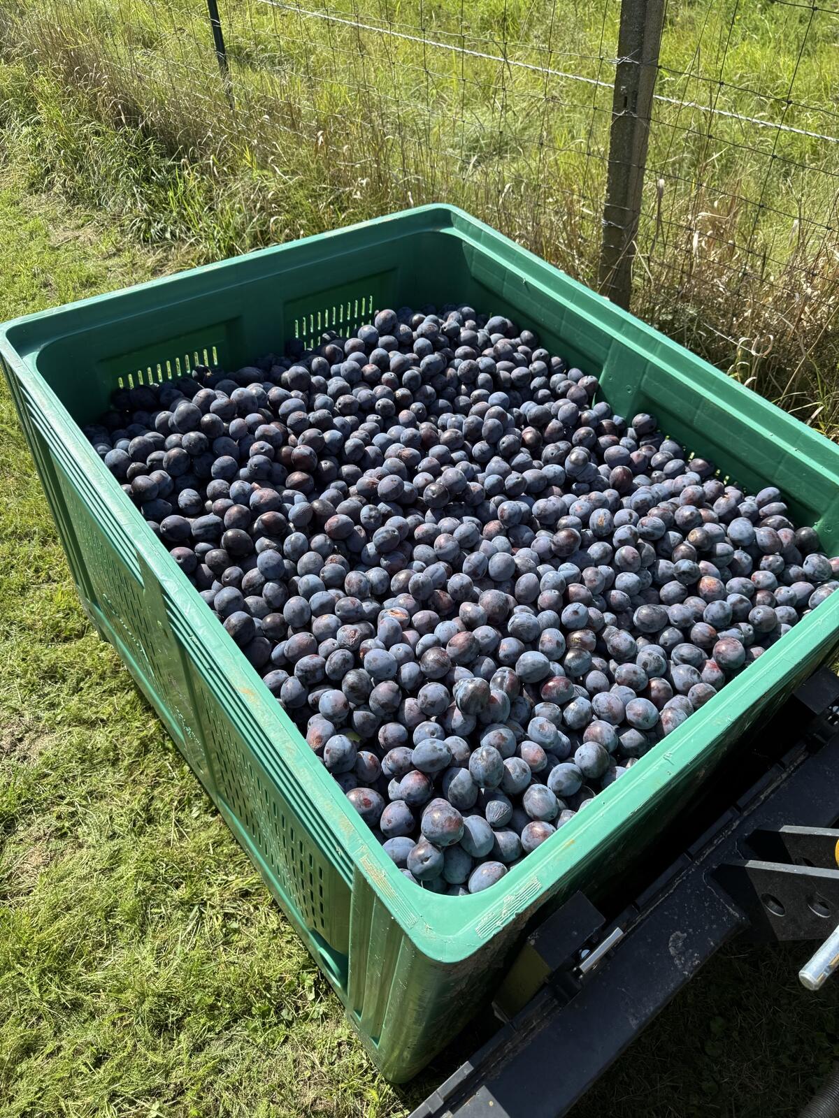 Obstmaische 3