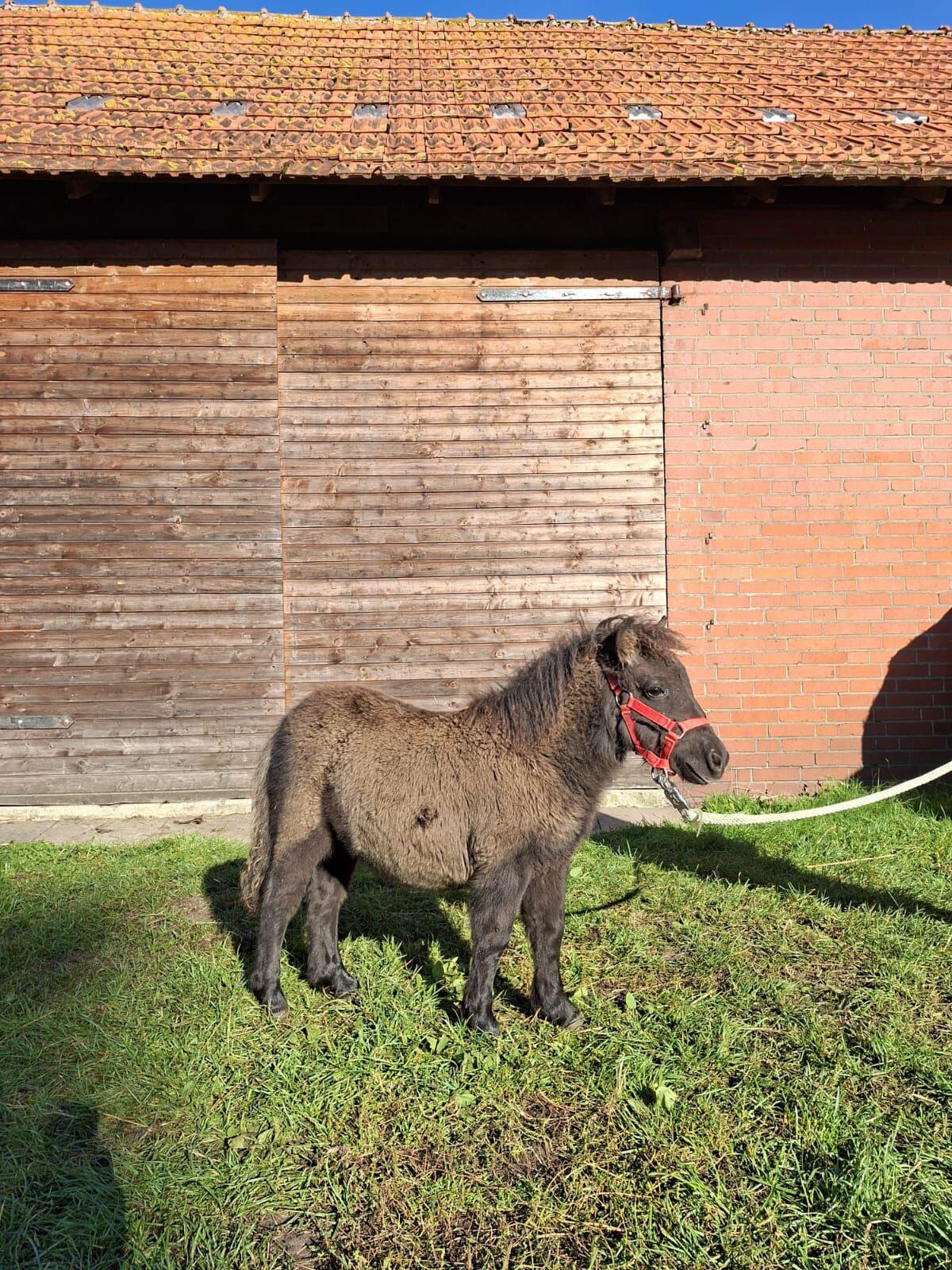 Shetty und Ponys 35 Stk. 3