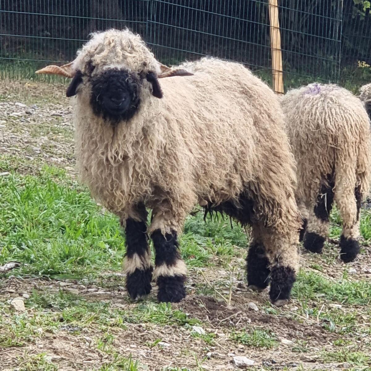 5 Walliser Schwarznasen Herdebuch-Widder 3