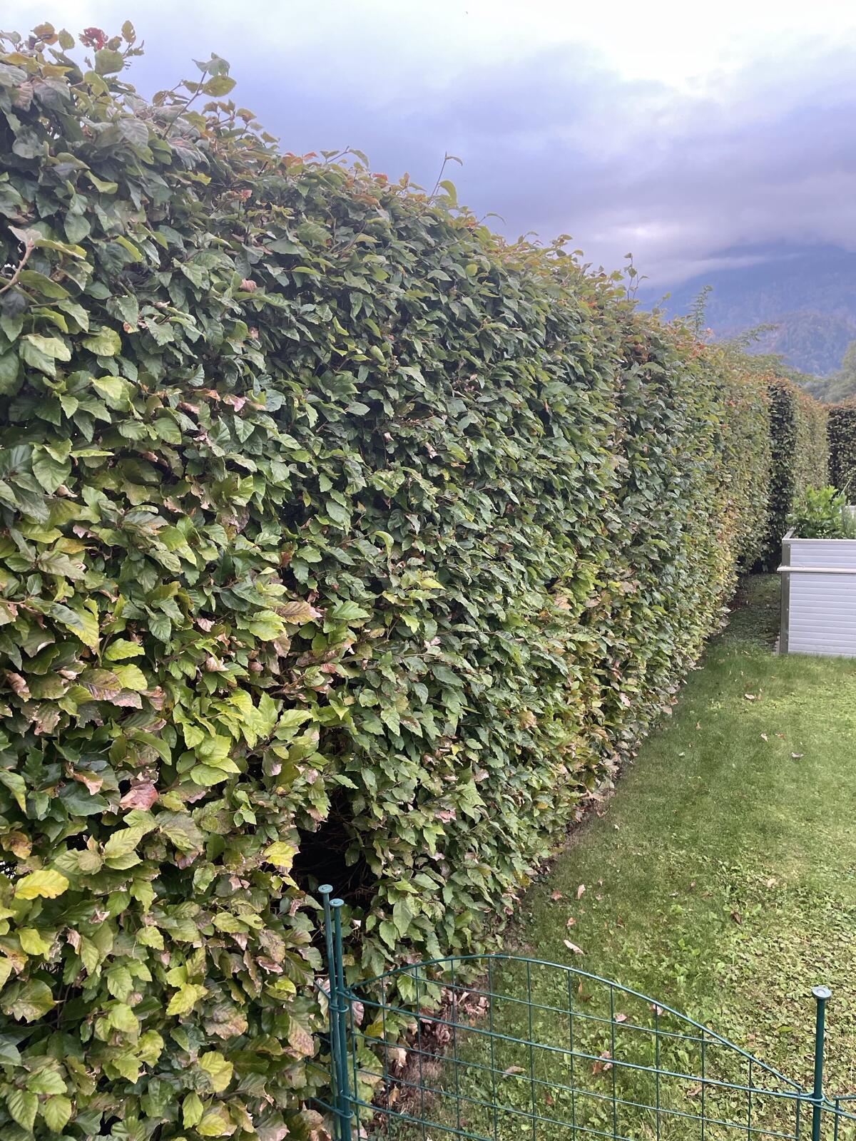 Gartenhecke 2