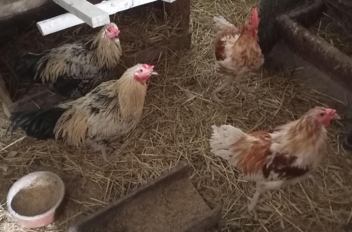 Verschenke drei Junghähne 3