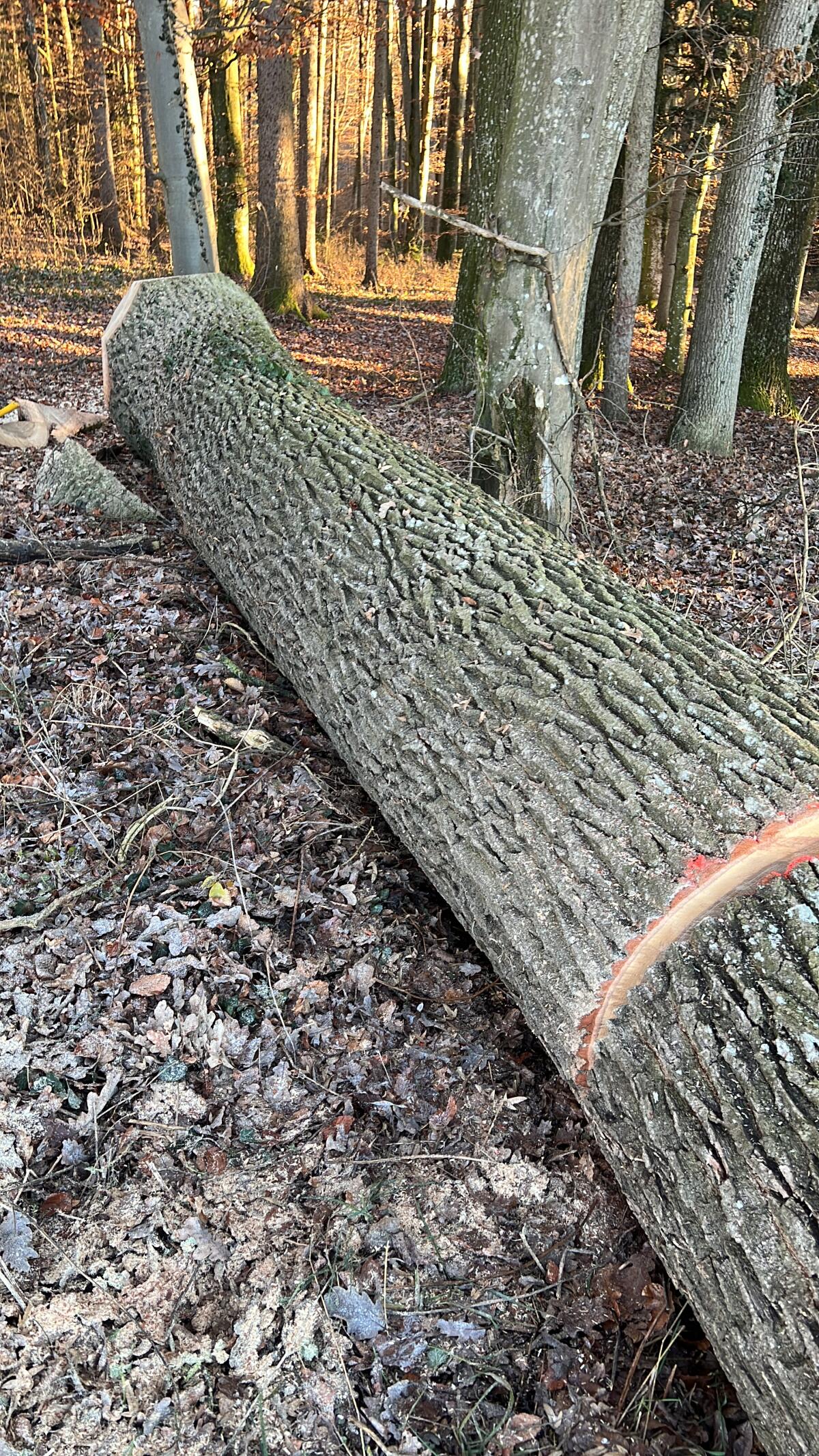 Eichenrundholz 2