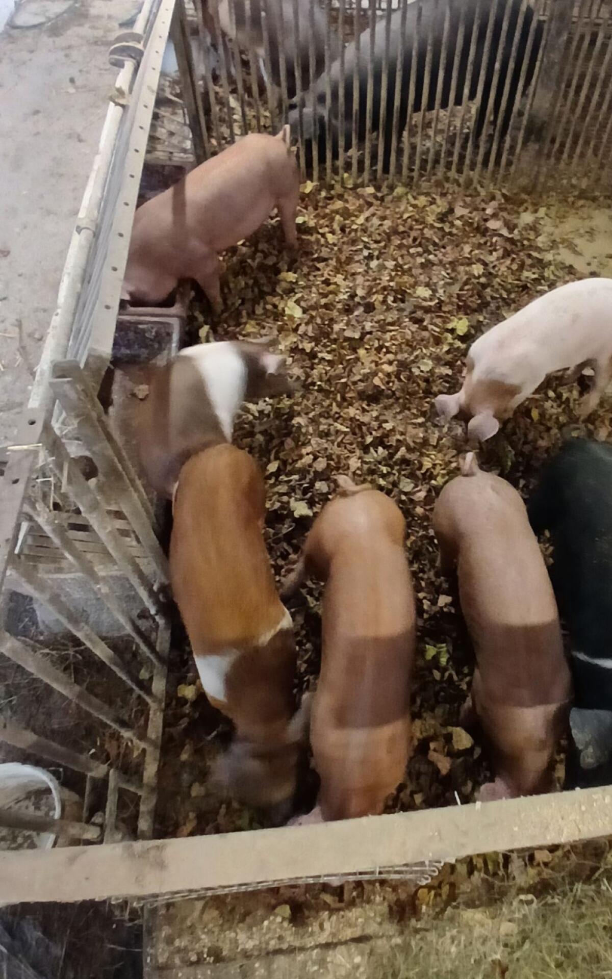 Duroc-Schwäbisch Hällisch Ferkel 2