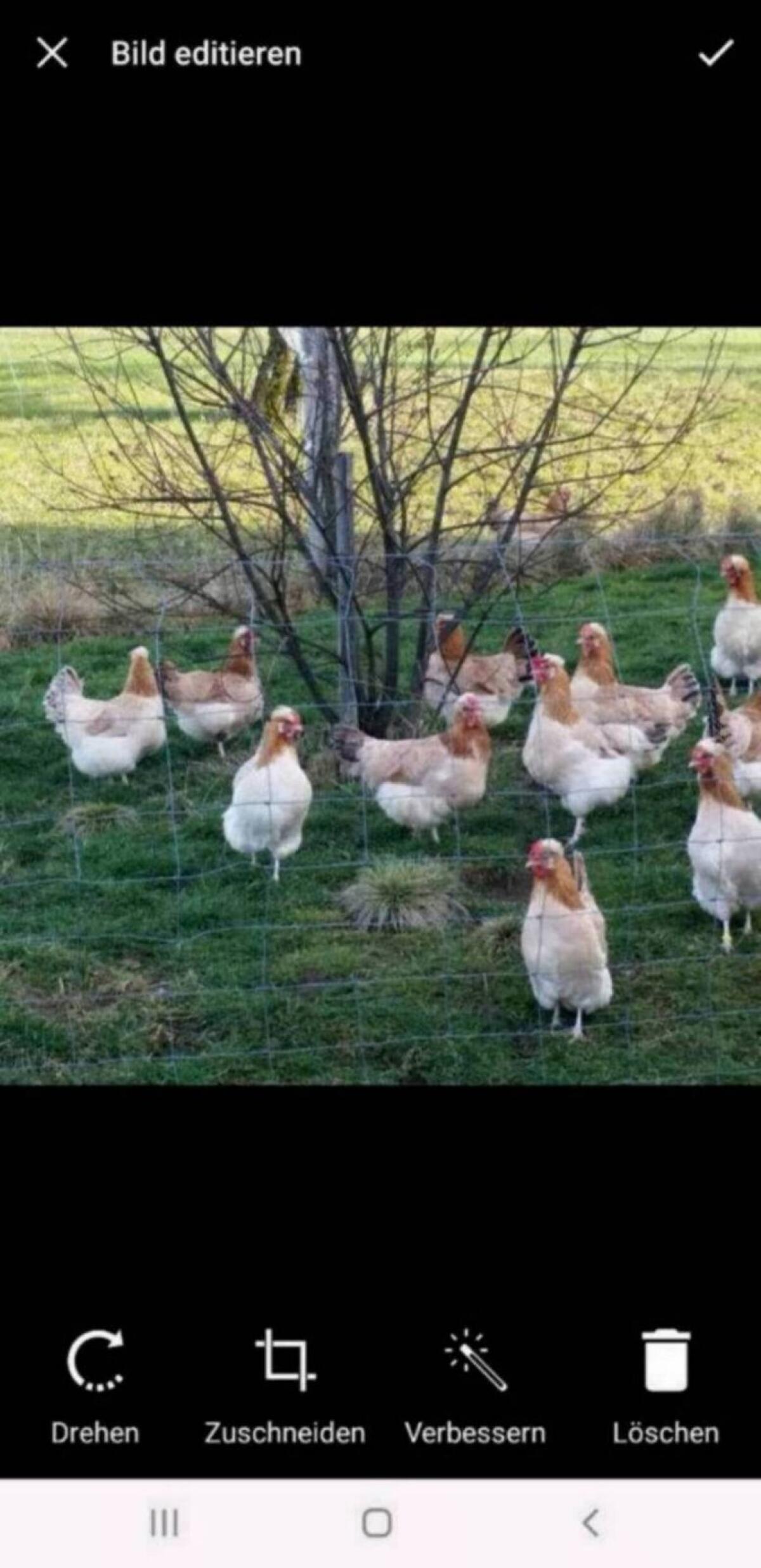 Pawlowskaja, Sundheimer, Marans 2