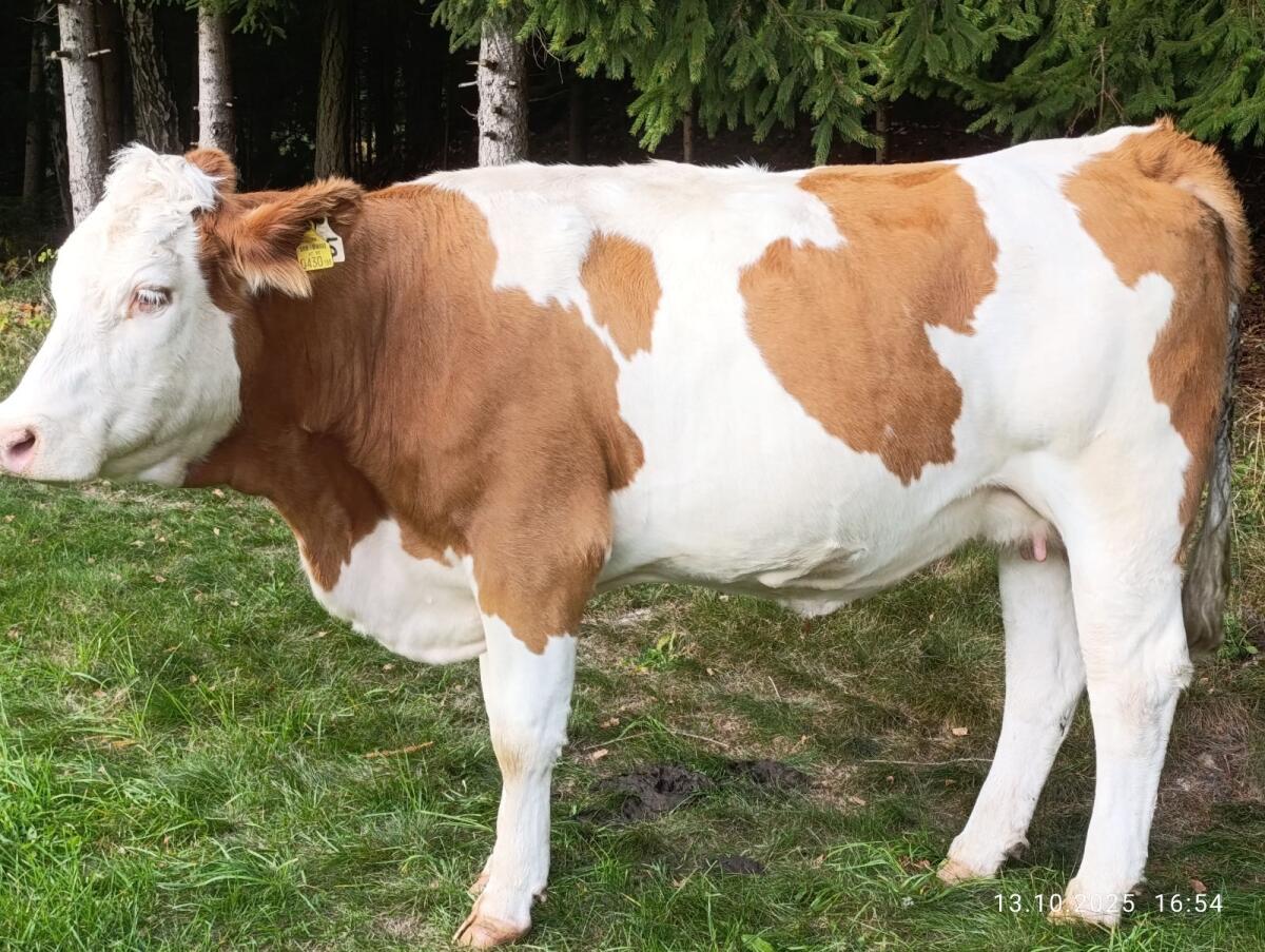 Hochträchtige FV-Kalbinnen 1