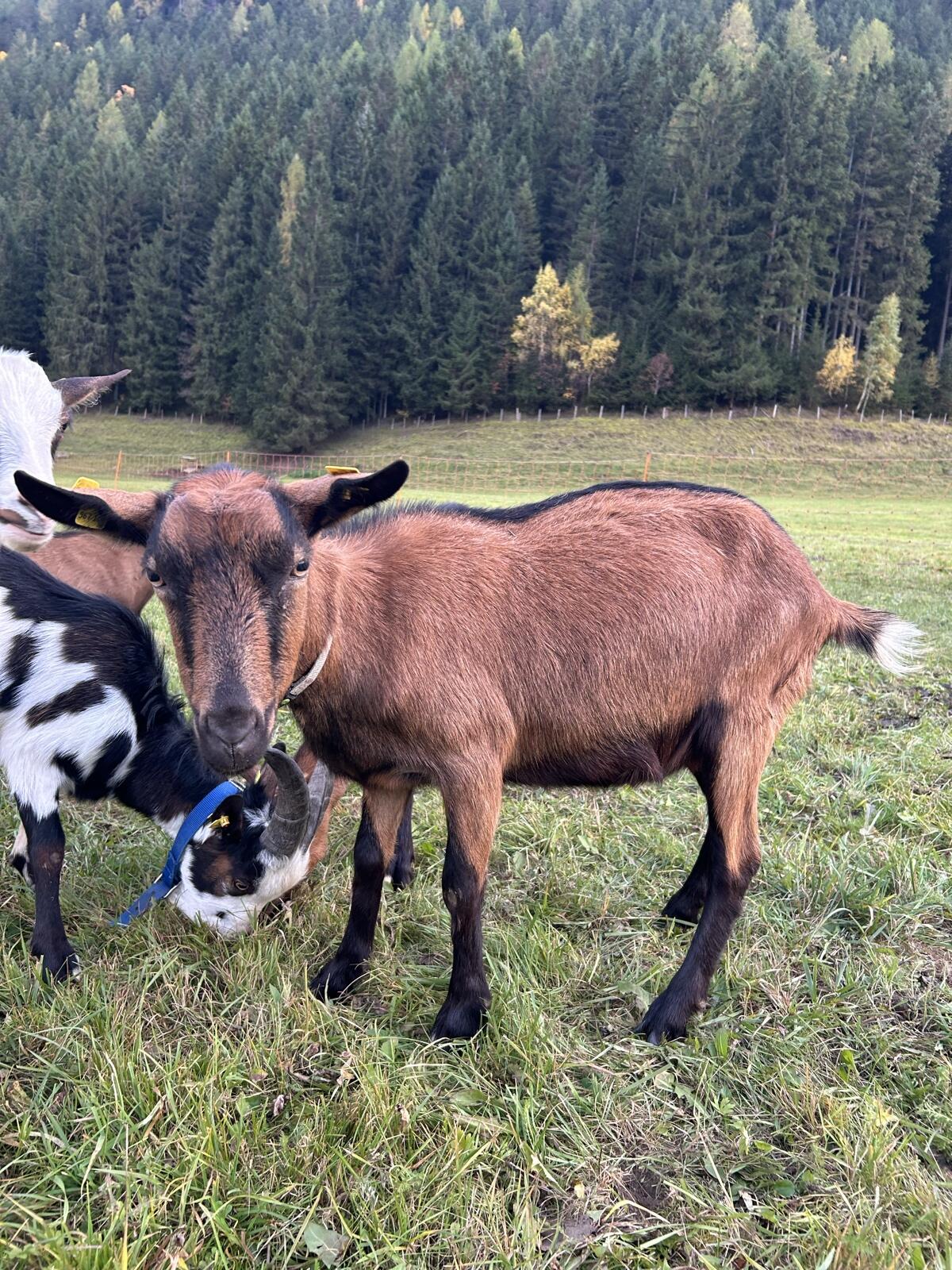 Steirische Schecken 1
