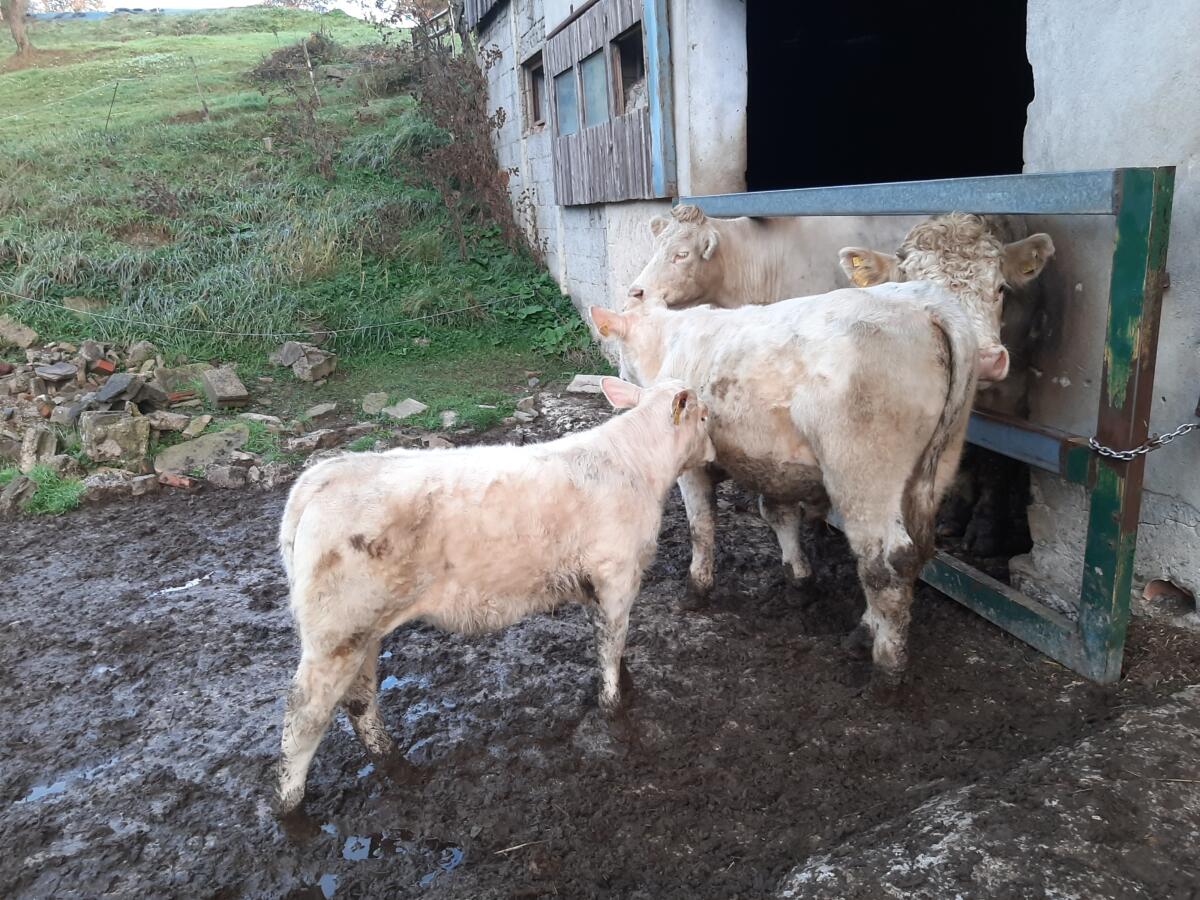 CHAROLAIS Einsteller Stier 2