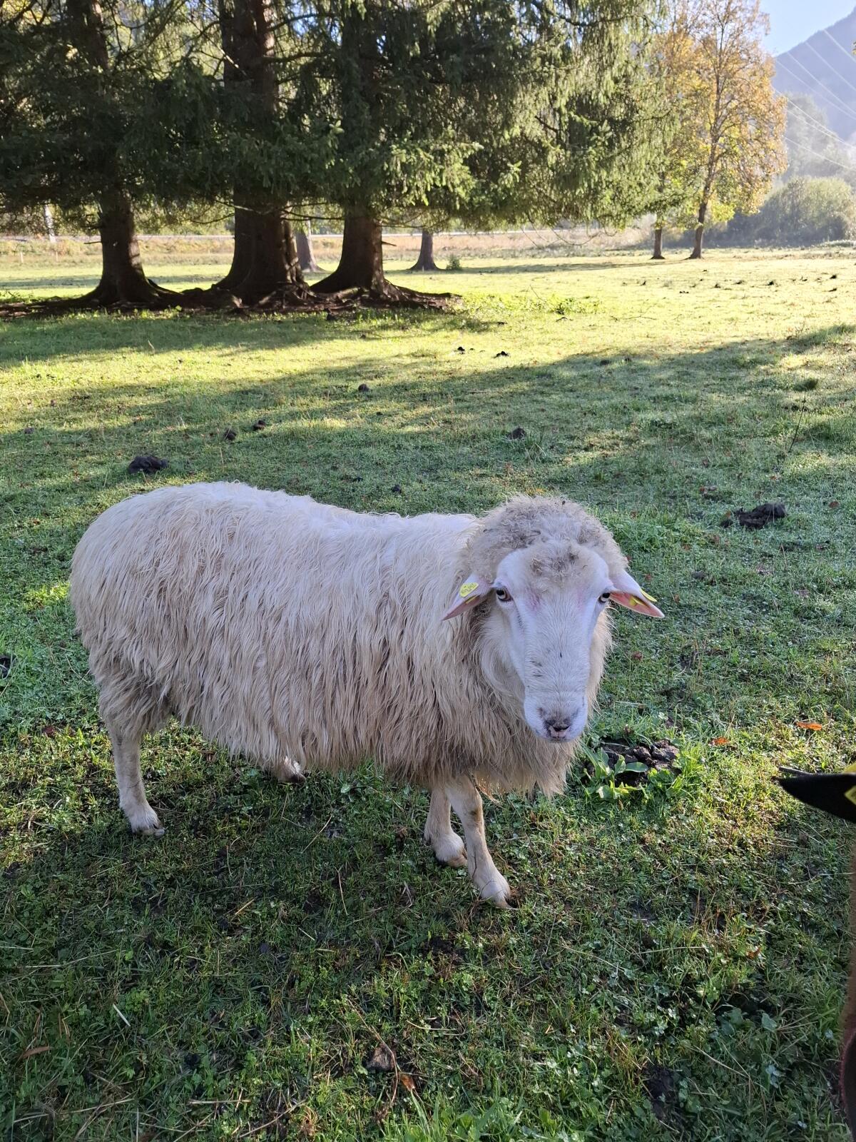 Verkaufe gekörten Krainer Steinschaf Zuchtbock 1
