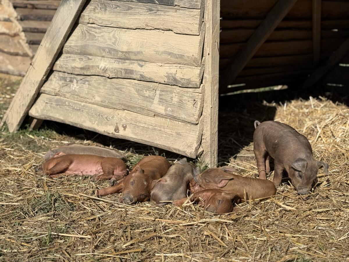 Duroc Bio 2