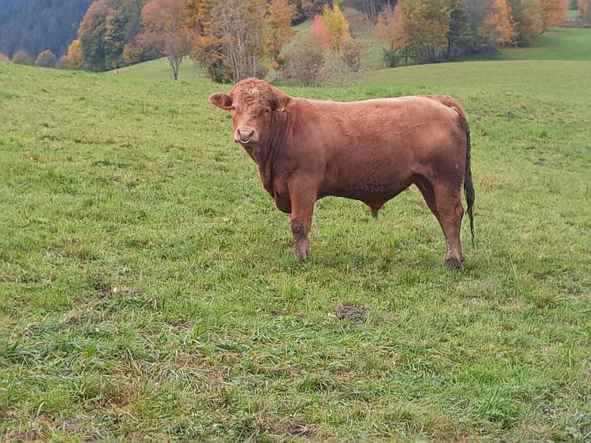 Sprungstier 2