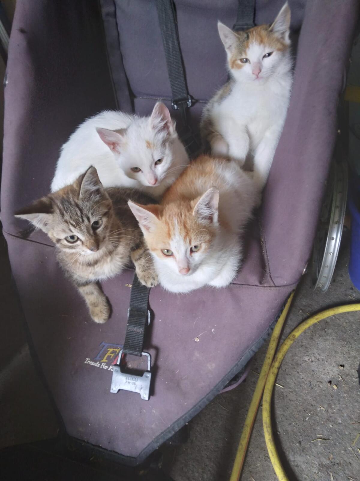 Babykatzen 2
