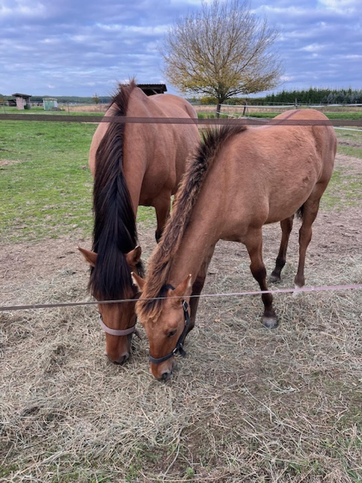 Lusitano-Mischlingsfohlen zu verkaufen 2