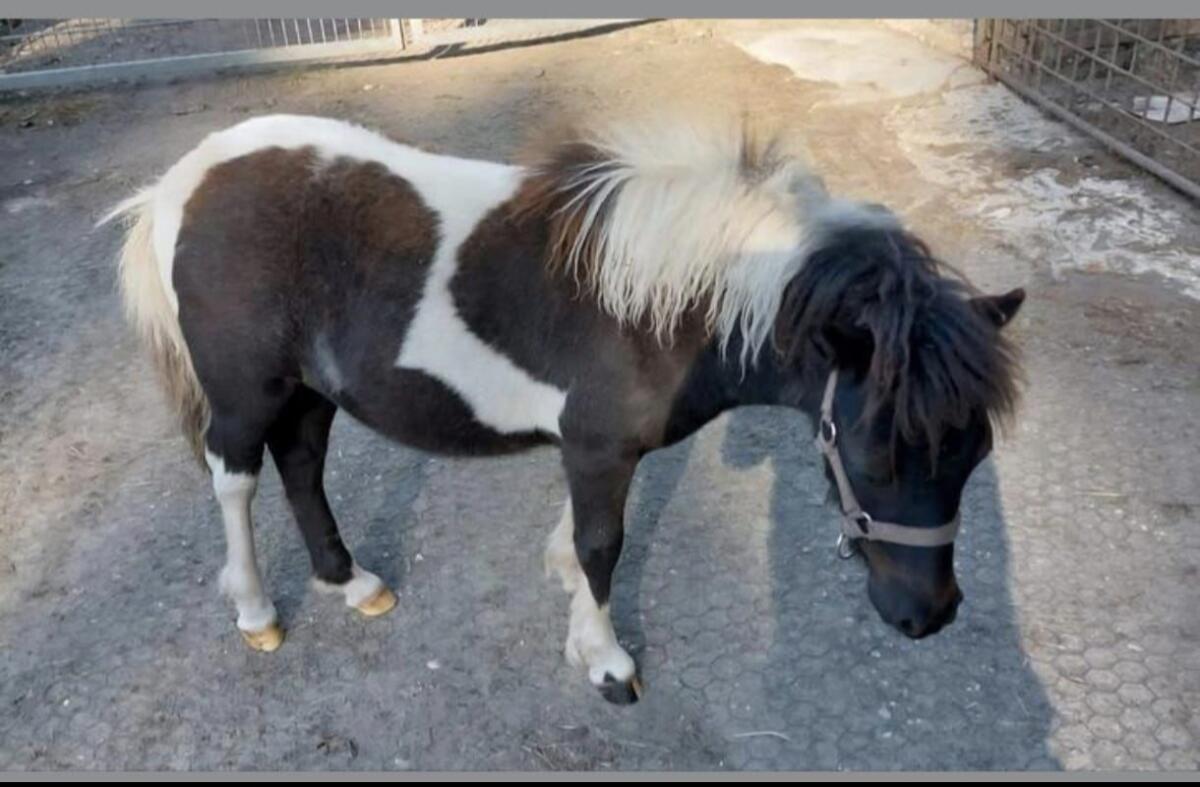 Shetty und Ponys 35 Stk. 2
