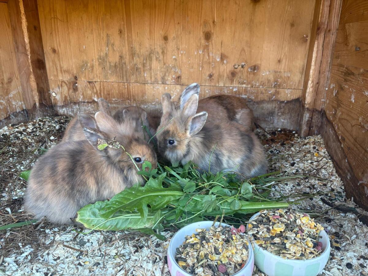 4 Stk. Löwenkopfkaninchen 3