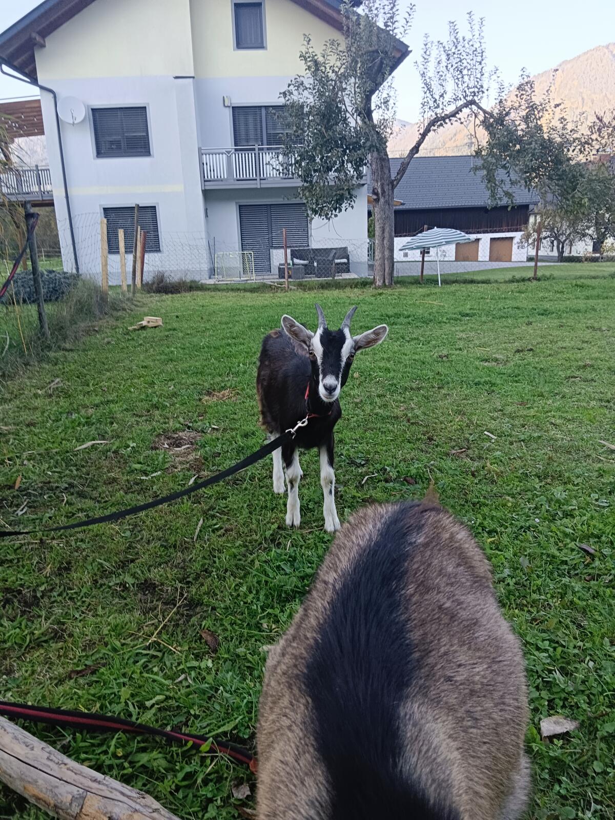 Ziegen 3