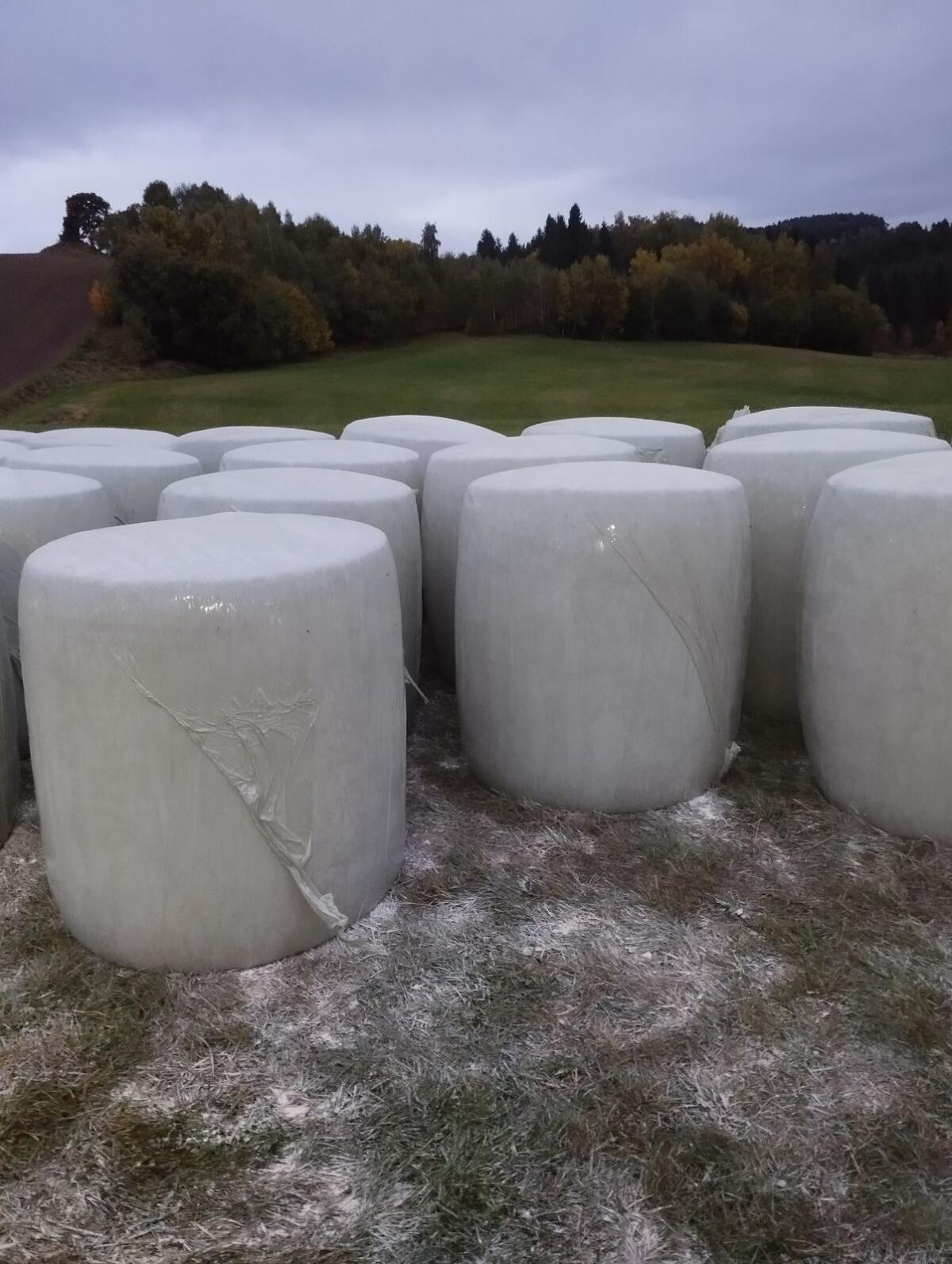 Bio Maissiloballen 1