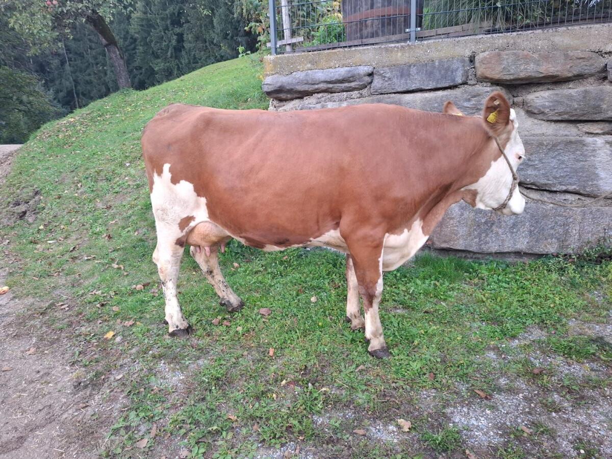 Milchkühe 2