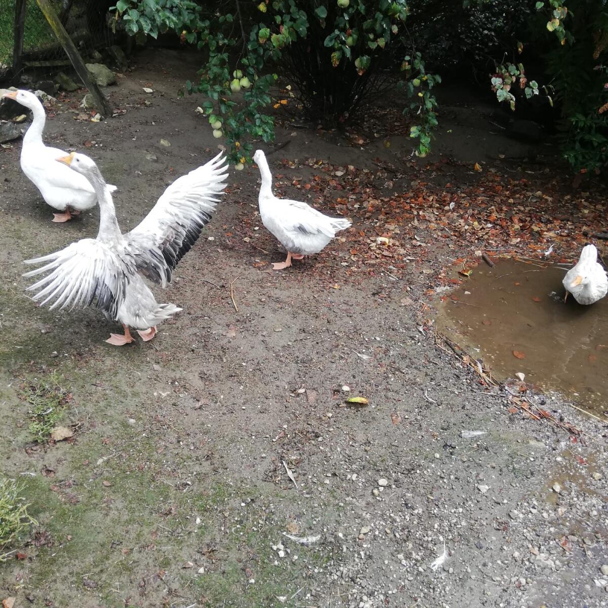Gänse 3