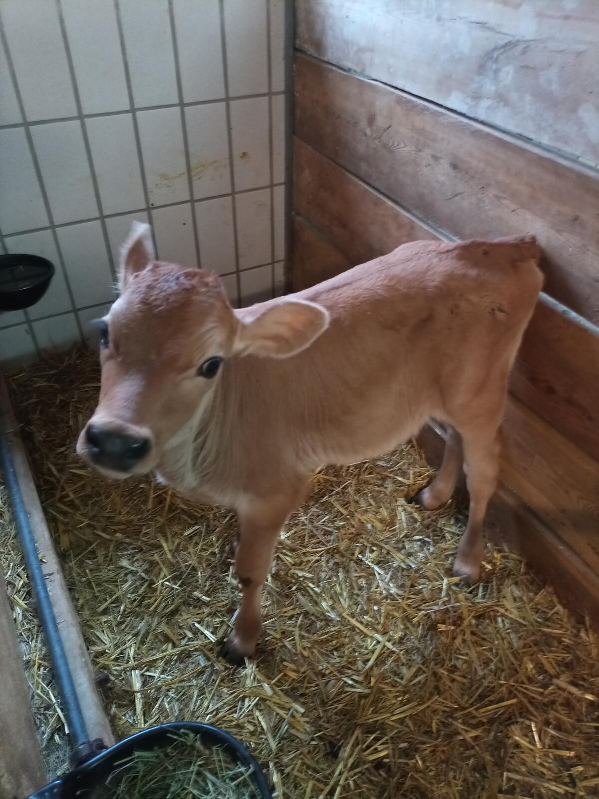 Jerseykuhkalb 1