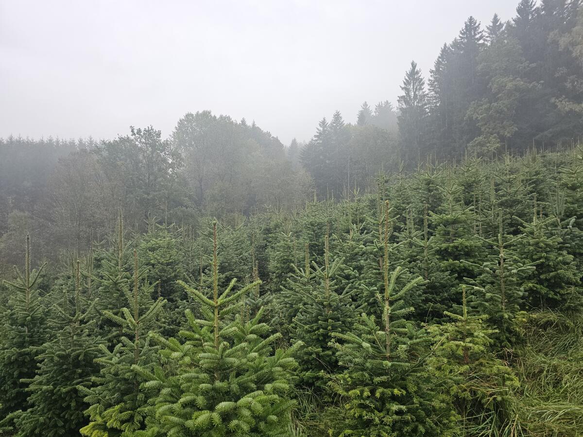 Christbäume Nordmanntannen 2