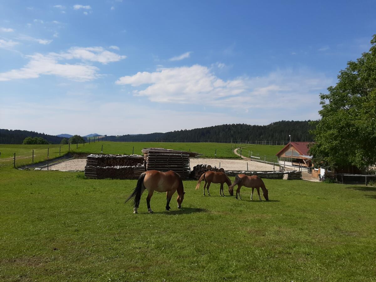Einstellplätze im Offenstall Bio Pferdehof Fossenbauer frei 2