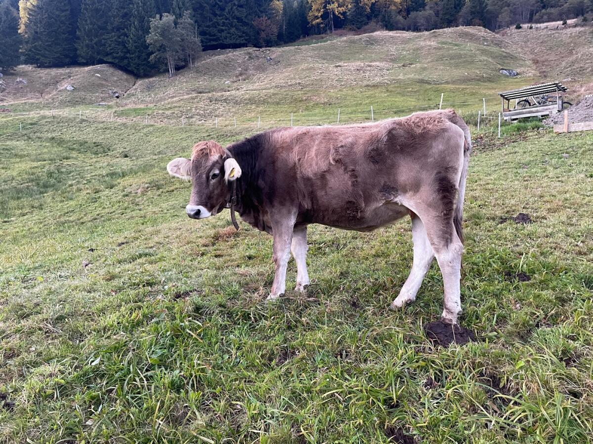 Braunvieh 2