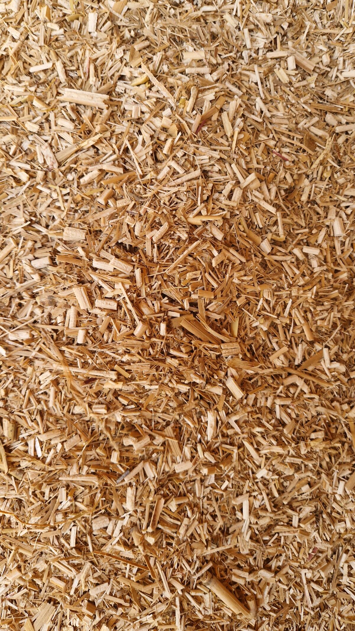 Miscanthus 1