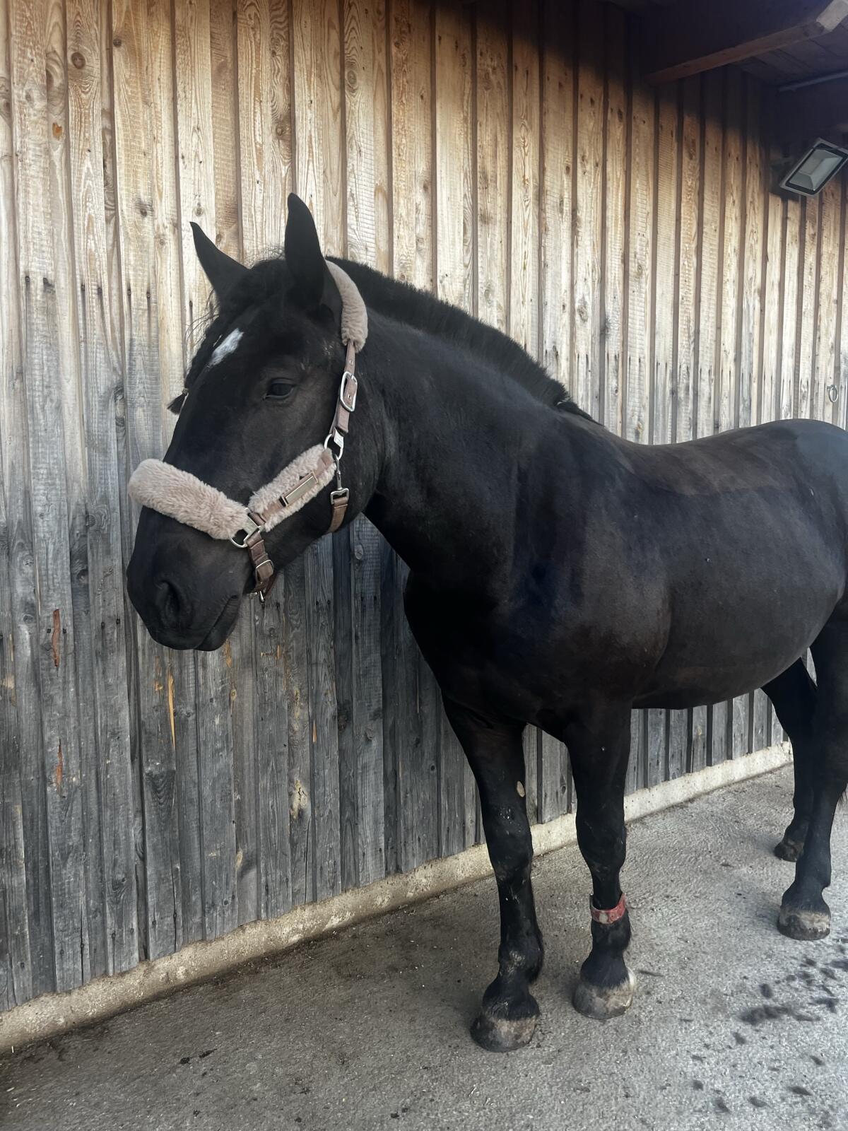 Pflegebeteiligung für Noriker Wallach Pablo gesucht 2
