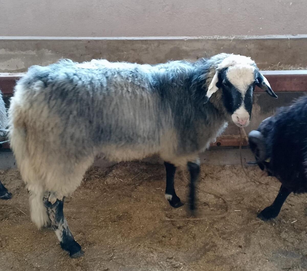 Gekörter Alpiner Steinschaf Widder 1