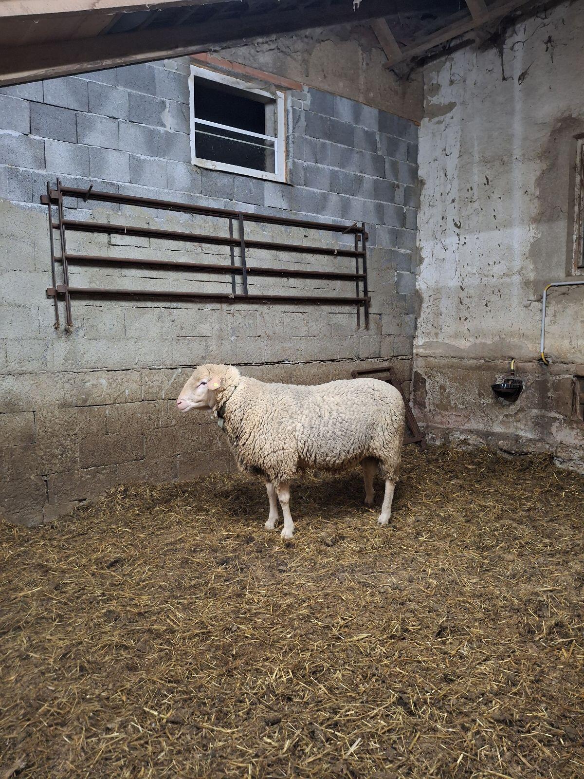 Merino Widder 2
