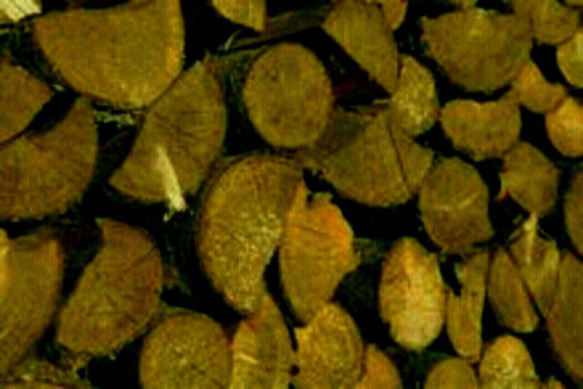 Brennholz weich 1
